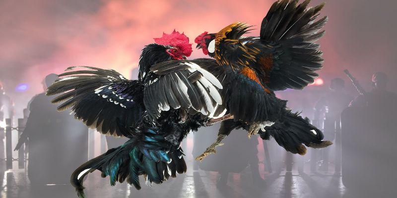Kết hợp nhiều mẹo chơi để dự đoán đá gà chính xác